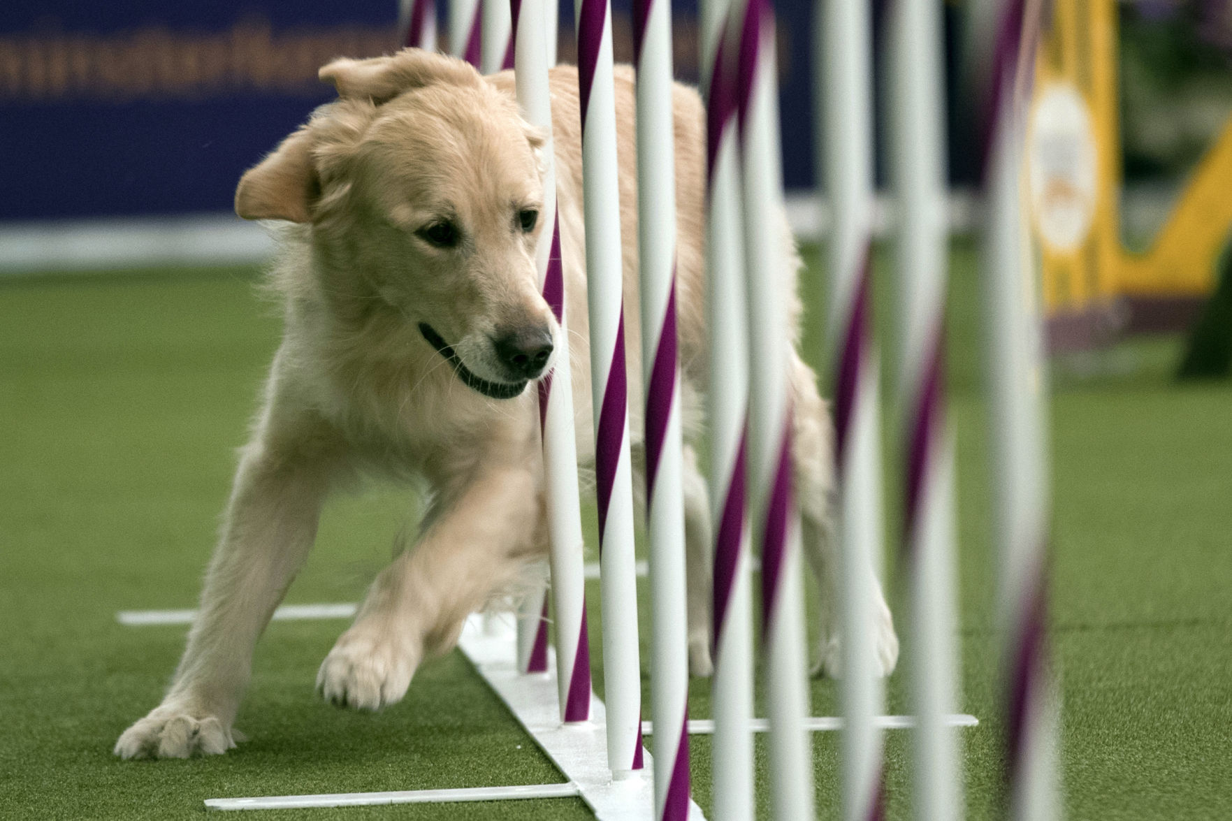 Westminster Dog Show Agility